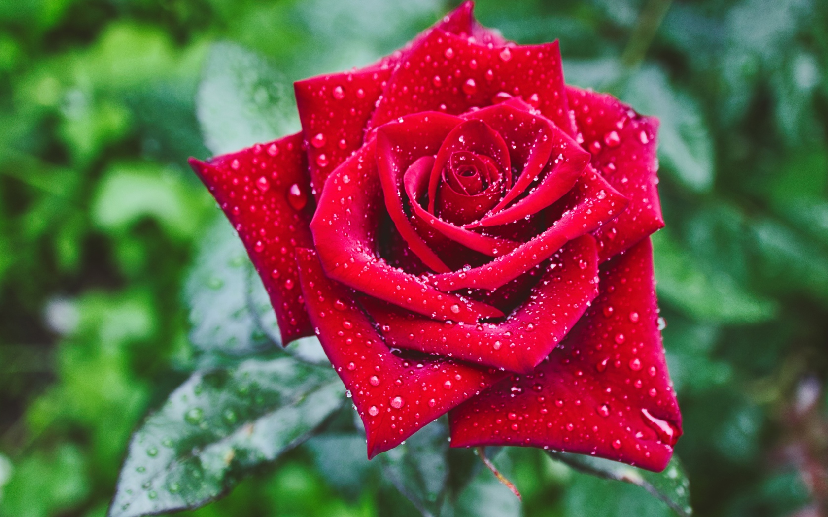 Красивая красная роза в каплях росы крупным планом