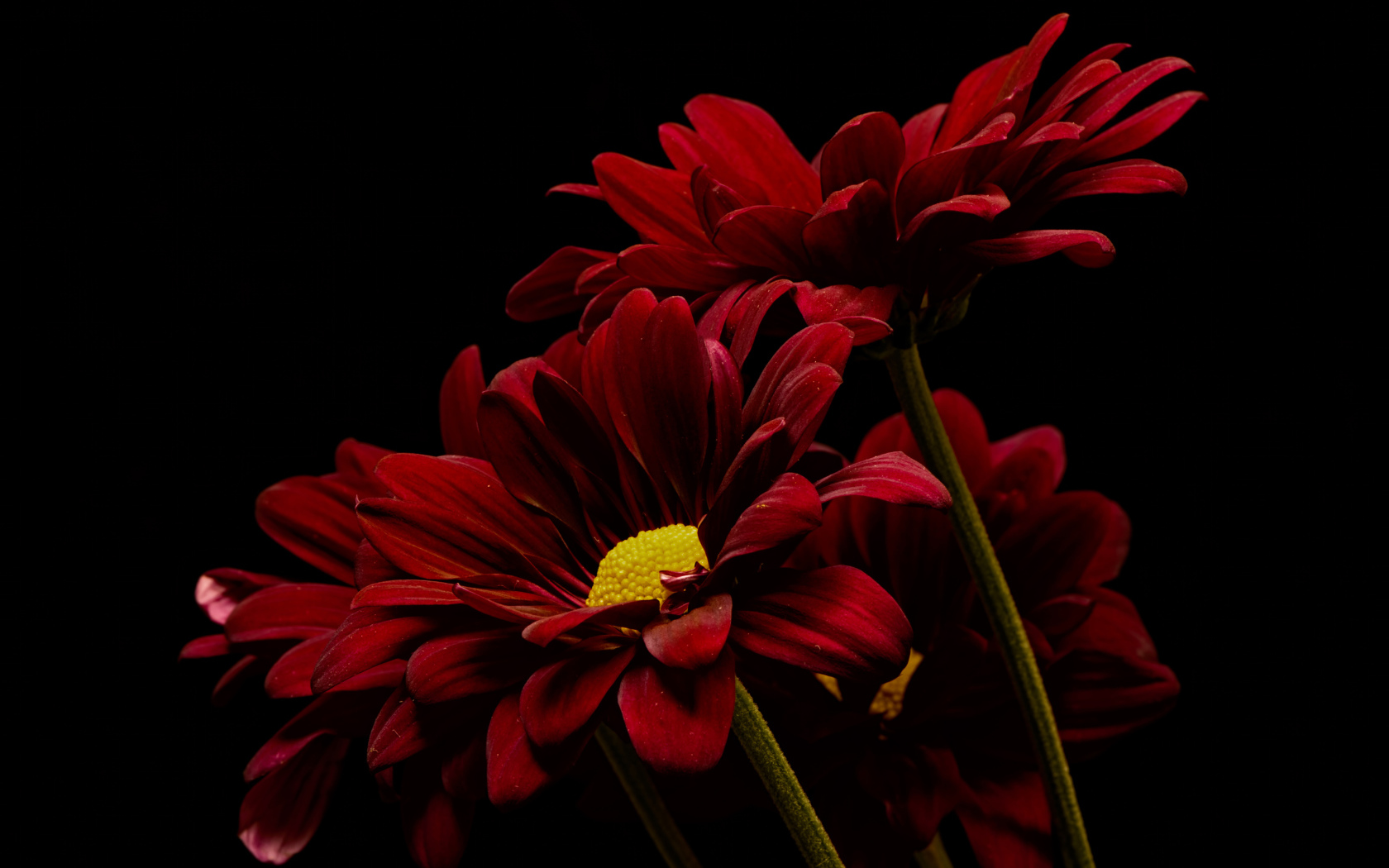 Три красные хризантемы на черном фоне