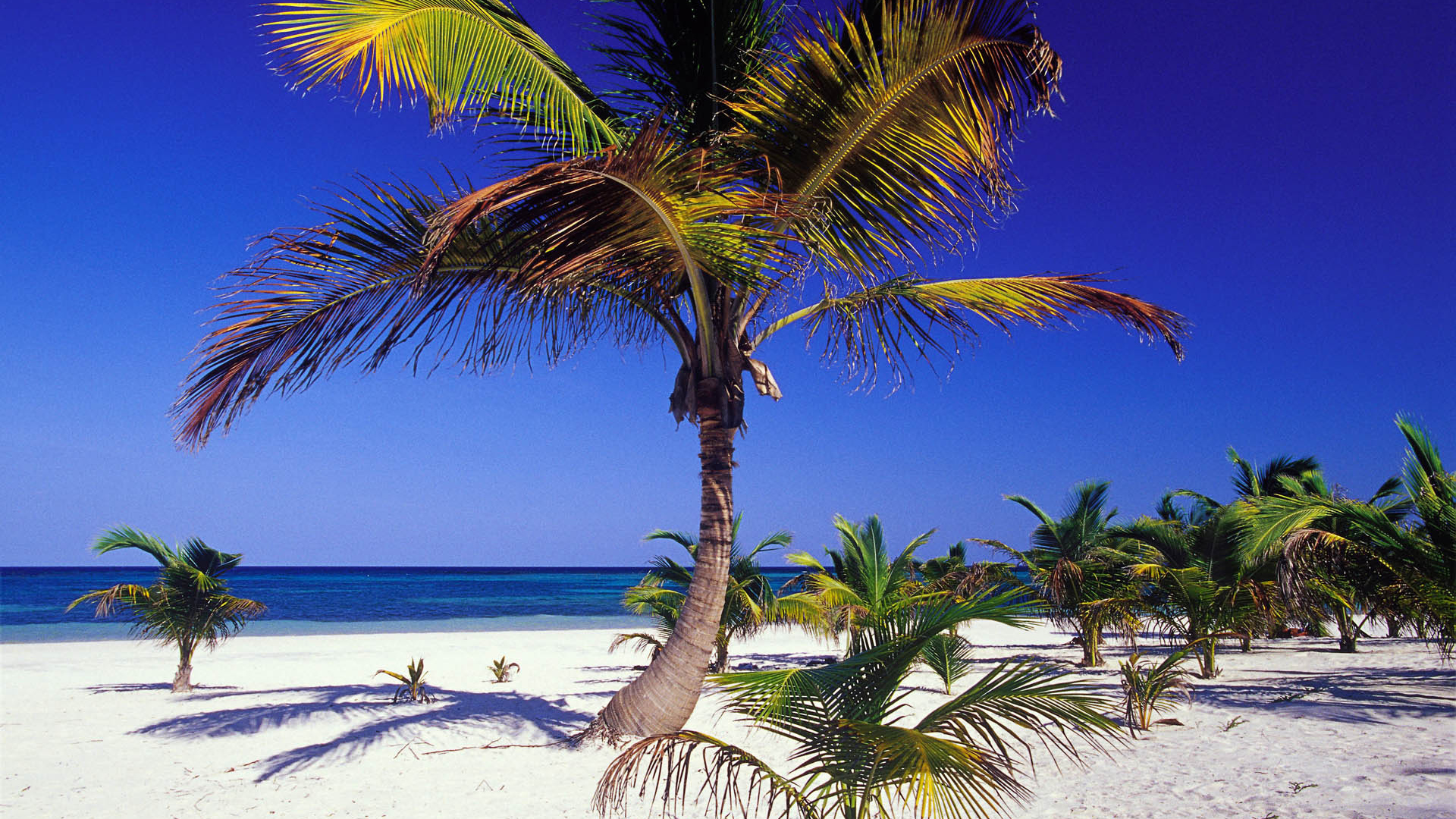 Пальма пляж