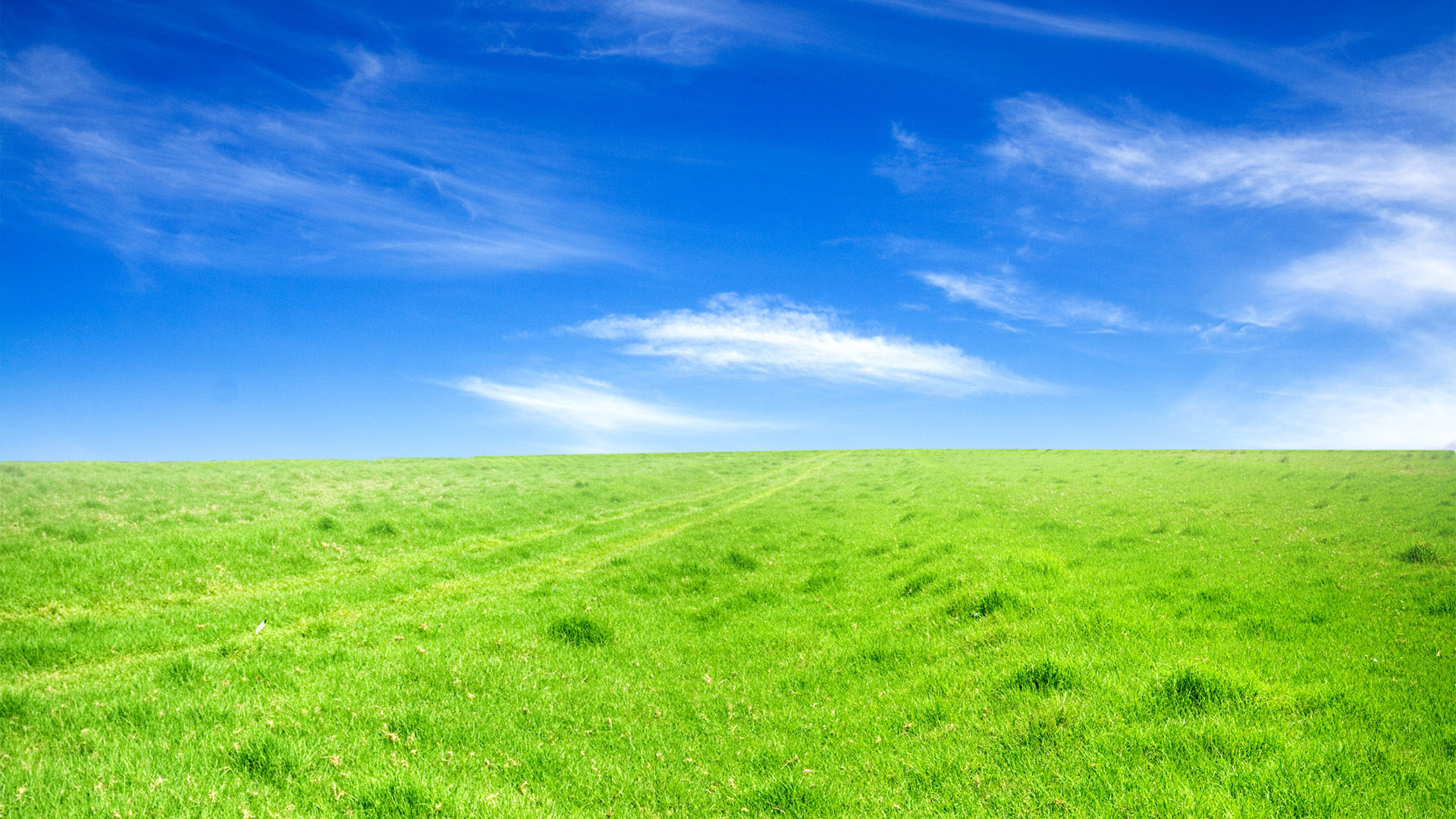Зеленое поле под голубым небом