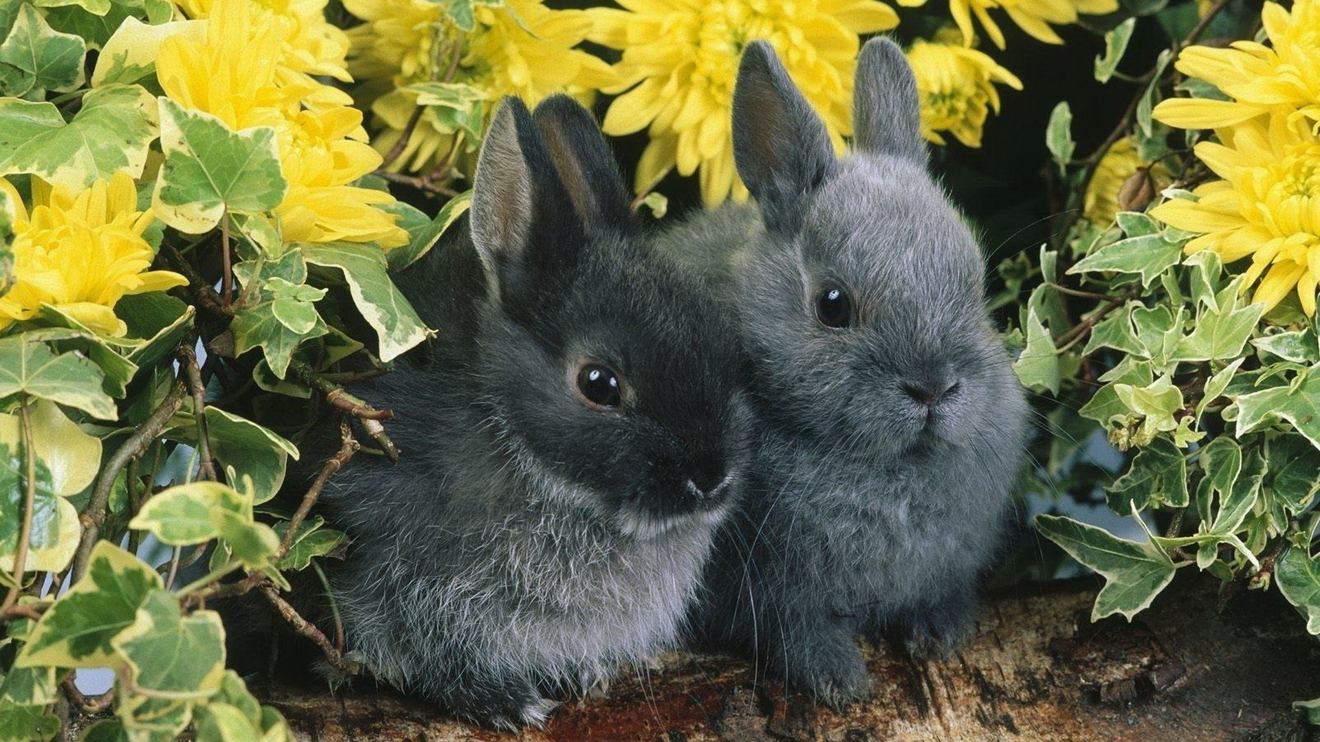 Pair rabbit