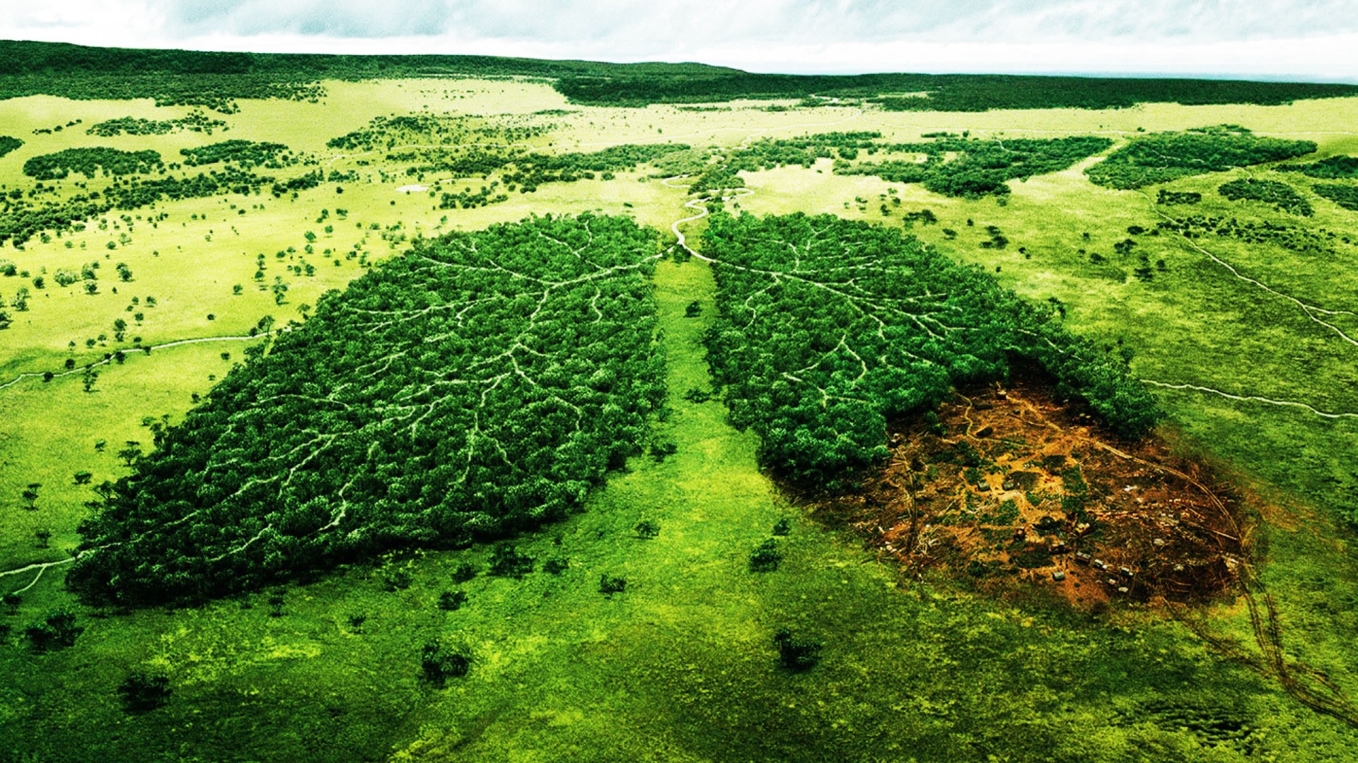 Вырубка леса Больные легкие