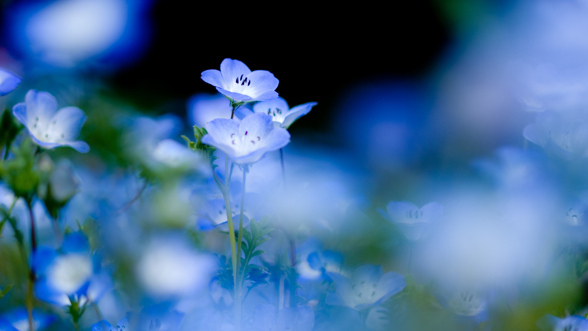 Голубые цветы на нежном фоне