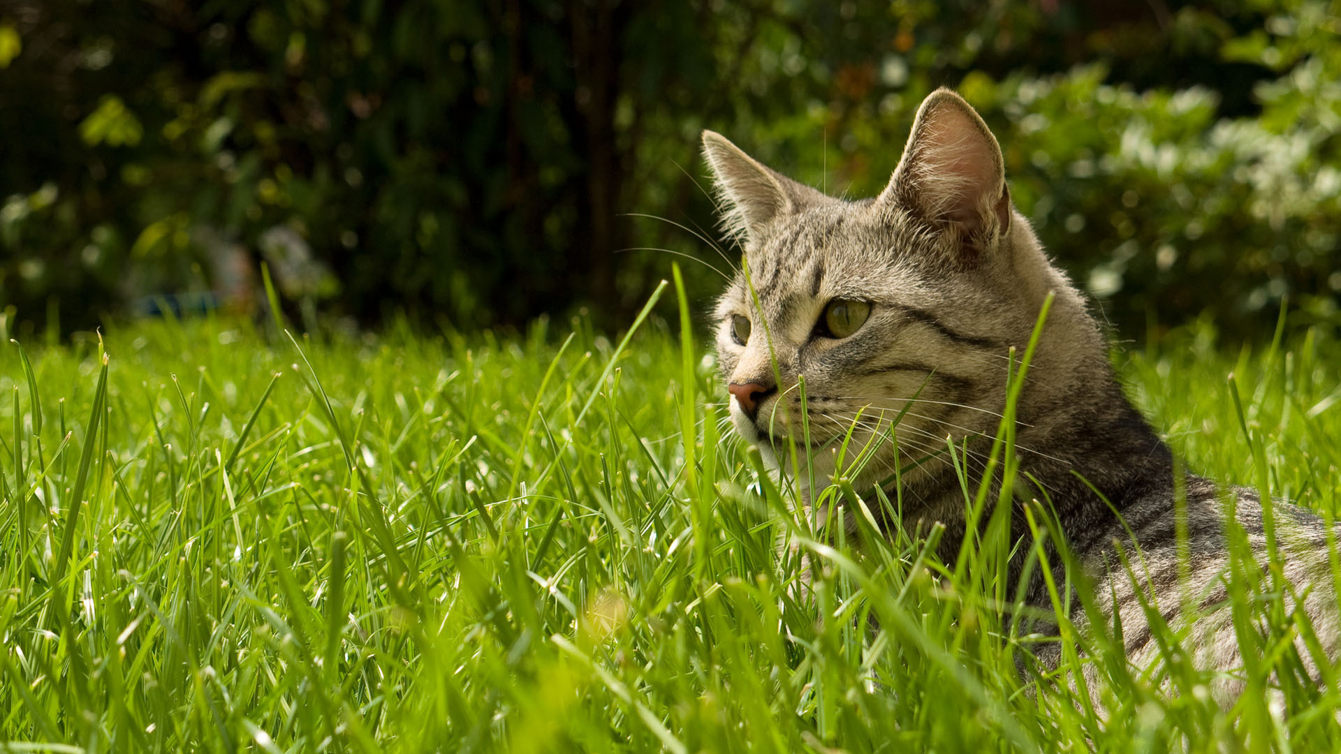Найди кота в траве