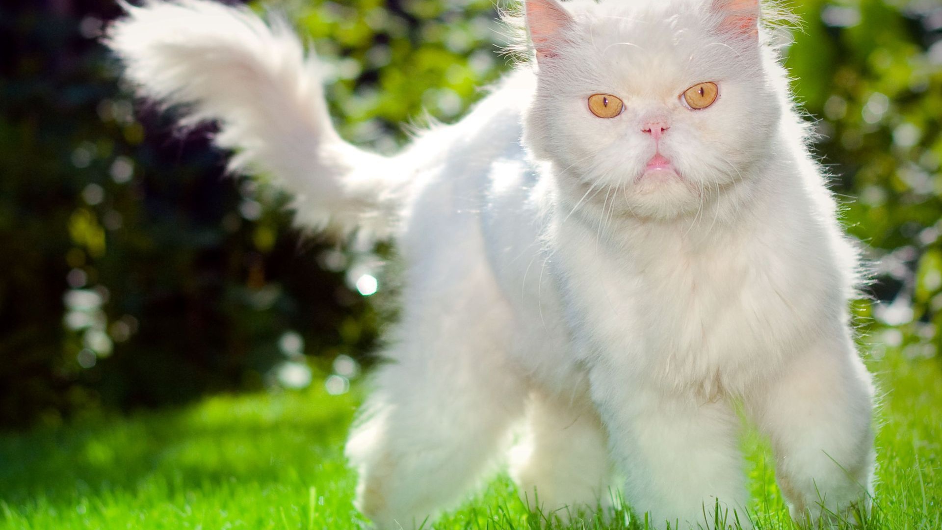 Недовольный пушистый белый кот на траве