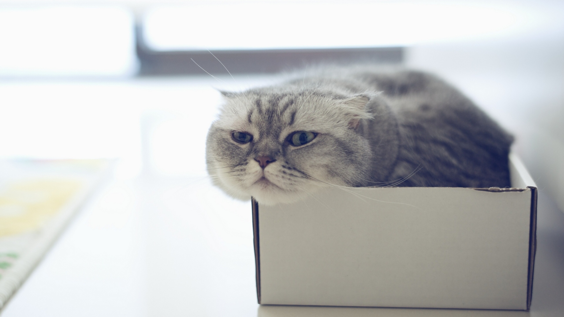 Шотландский вислоухий кот в коробке