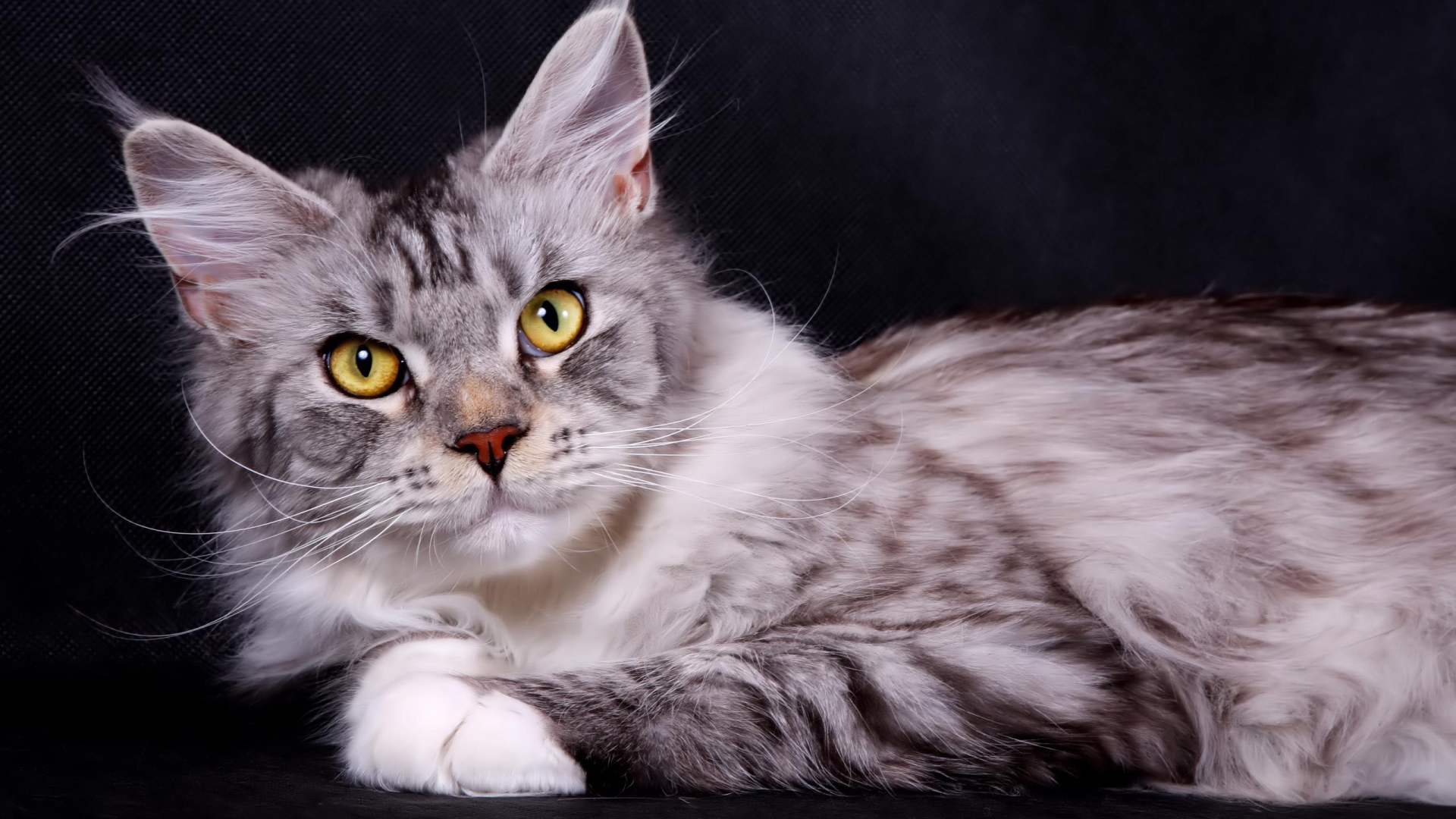 Серебристый кот мейн-кун на тёмном фоне