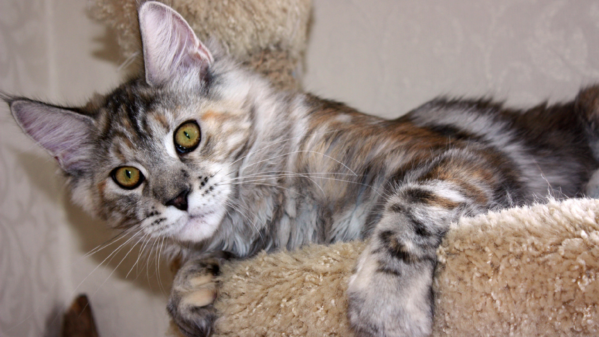 Серебристый игривый кот мейн-кун с зелёными глазами