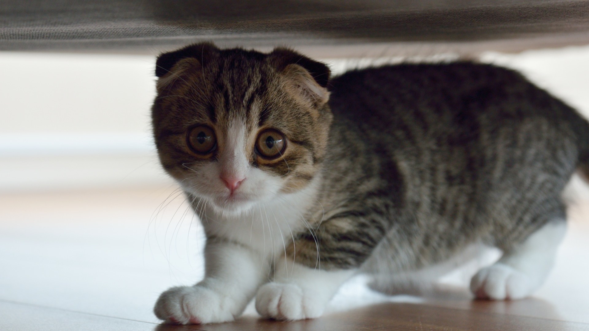 Маленький шотландский вислоухий кот под кроватью