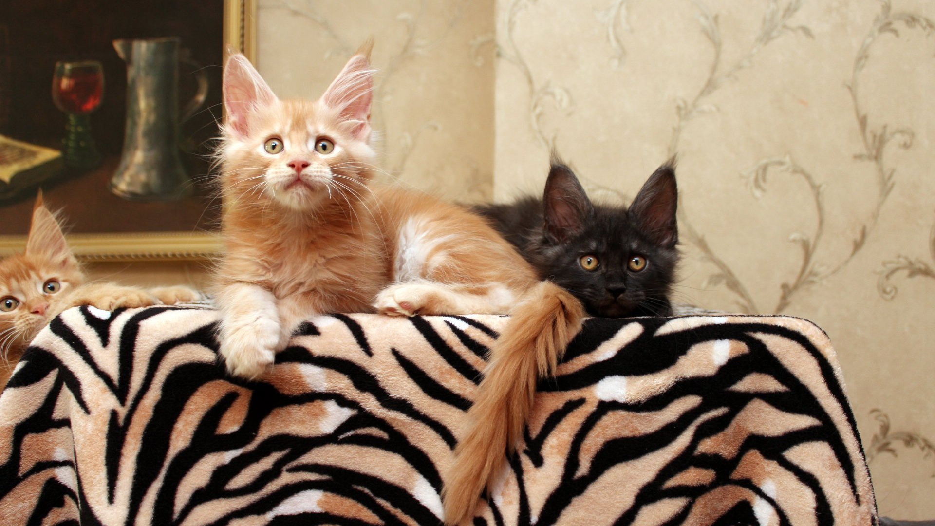 Маленькие коты мейн-кун куда-то смотрят лёжа на кровати