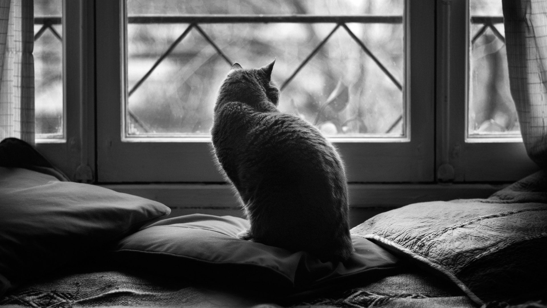 Кот в подушках, чёрно-белое фото