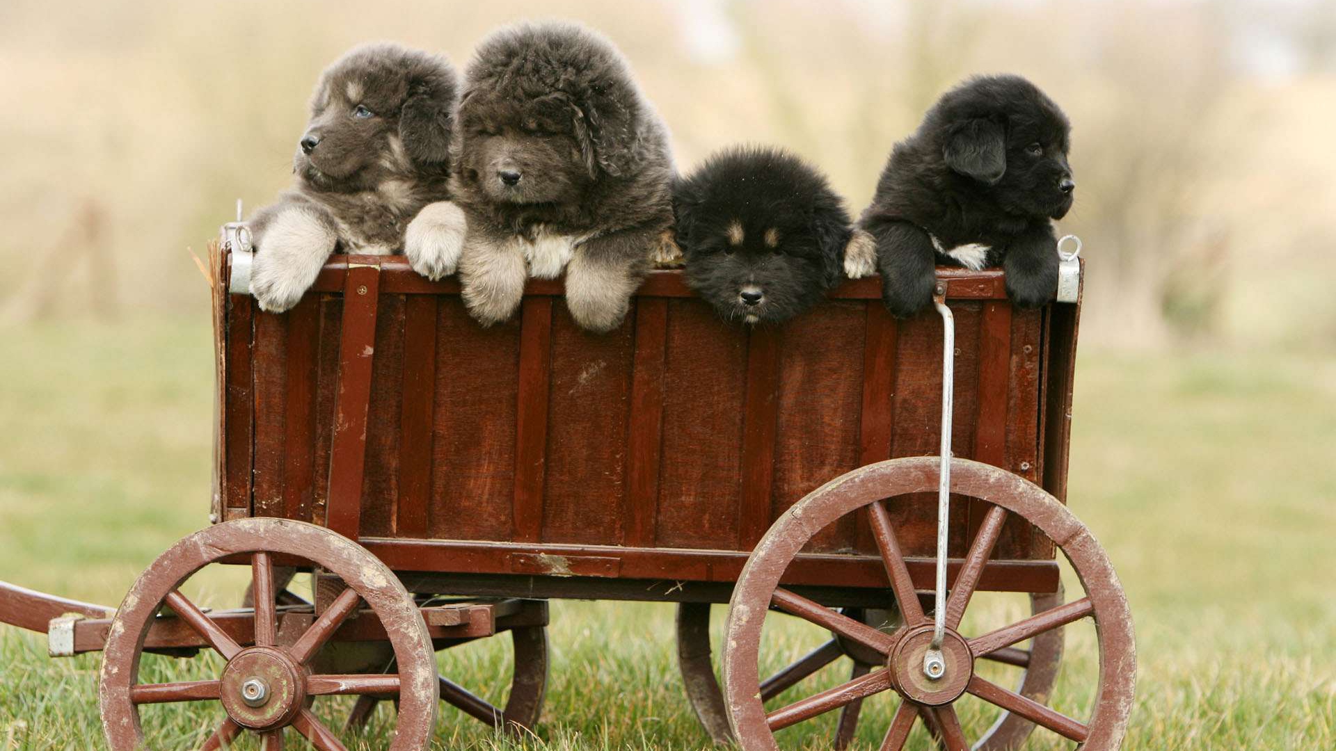 Полный вагон щенков тибетского мастифа