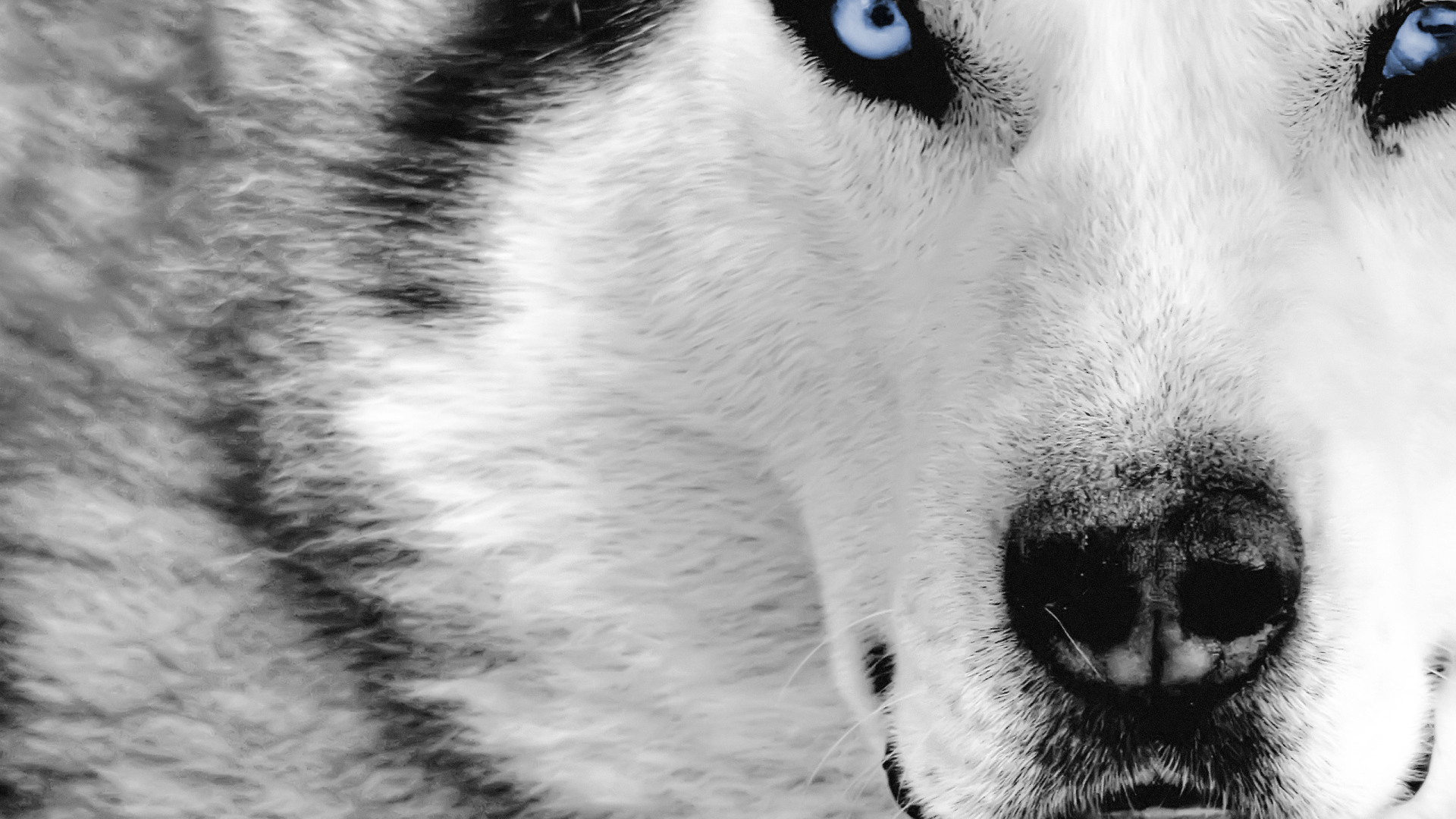 Голубоглазый волк