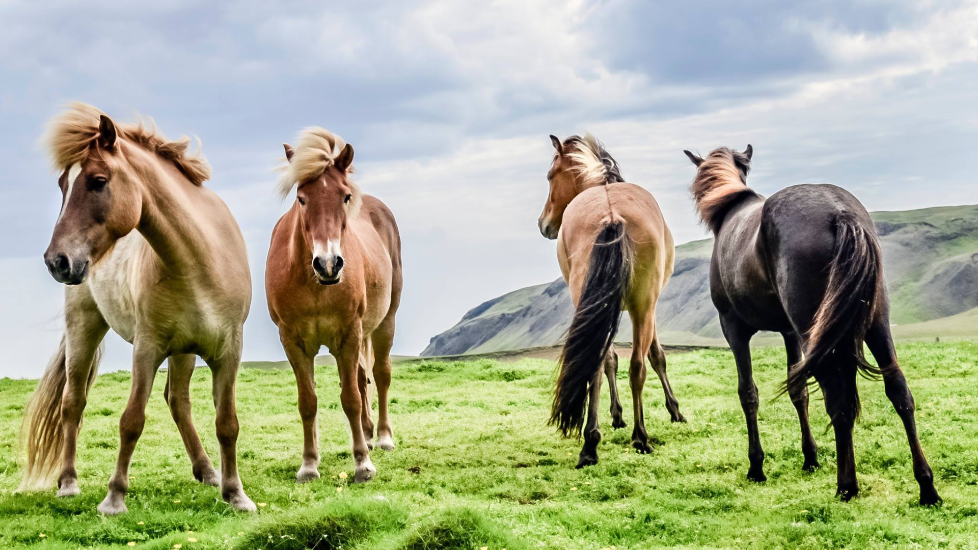 Четверка породистых лошадей