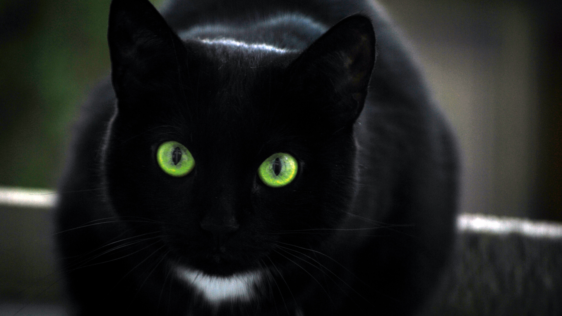 Зеленоглазая бомбейская кошка