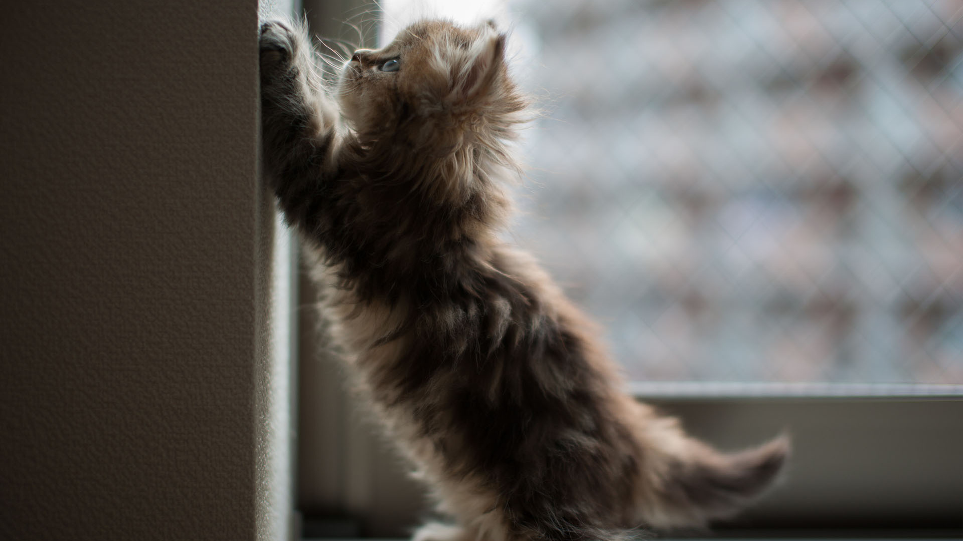Котенок на окне