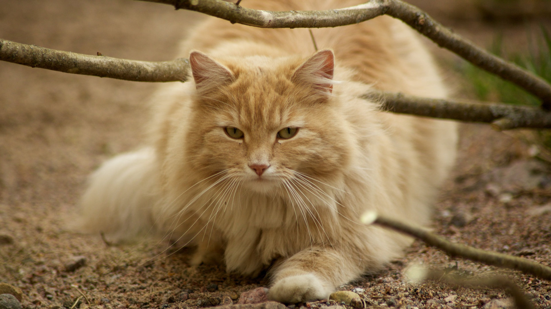 Red-haired Norwegian Forest cat in nature Desktop wallpapers 1920x1080