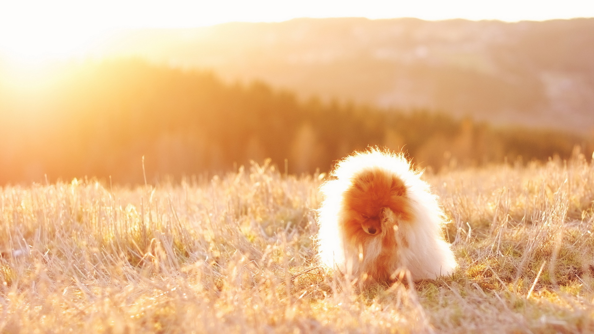 Собака под солнечным светом