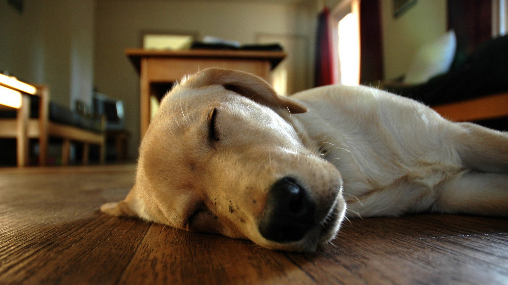 Собака спит на полу