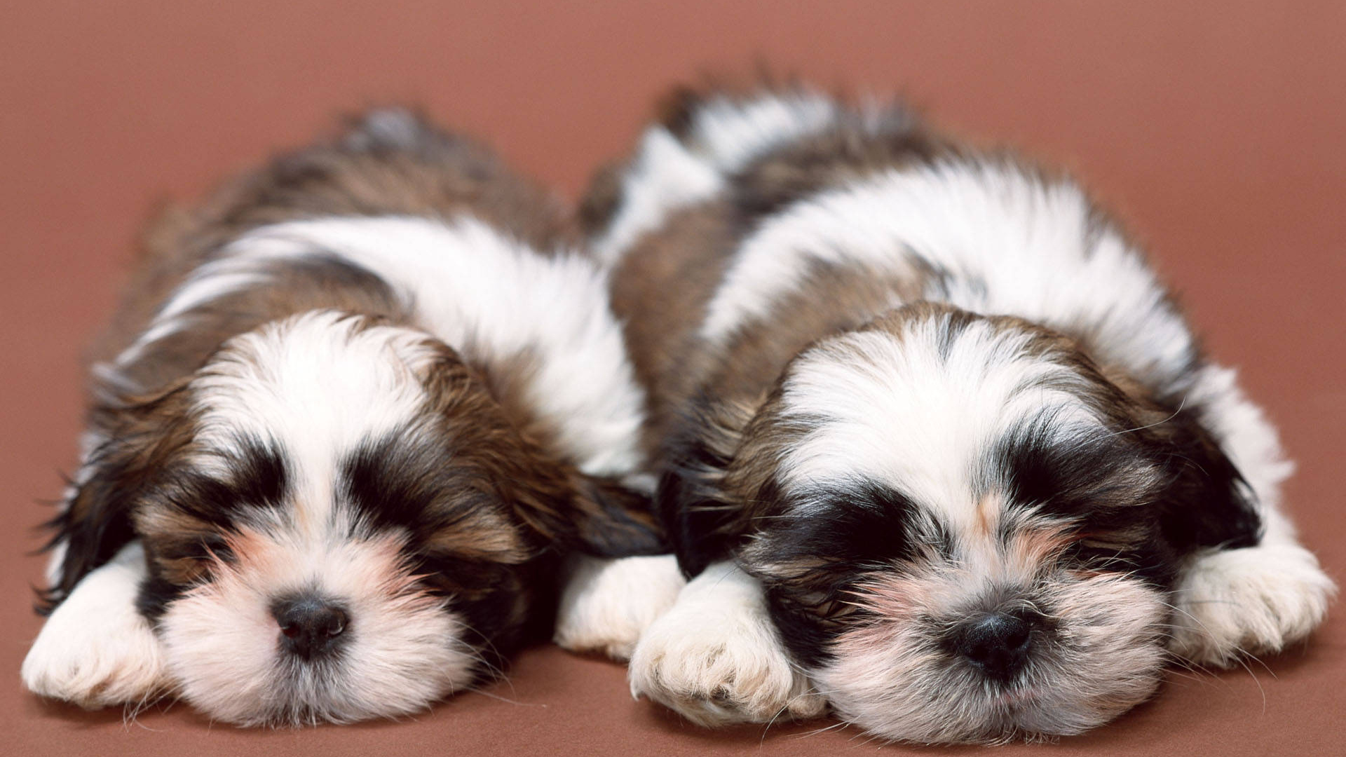 Два щенка шитцу спят