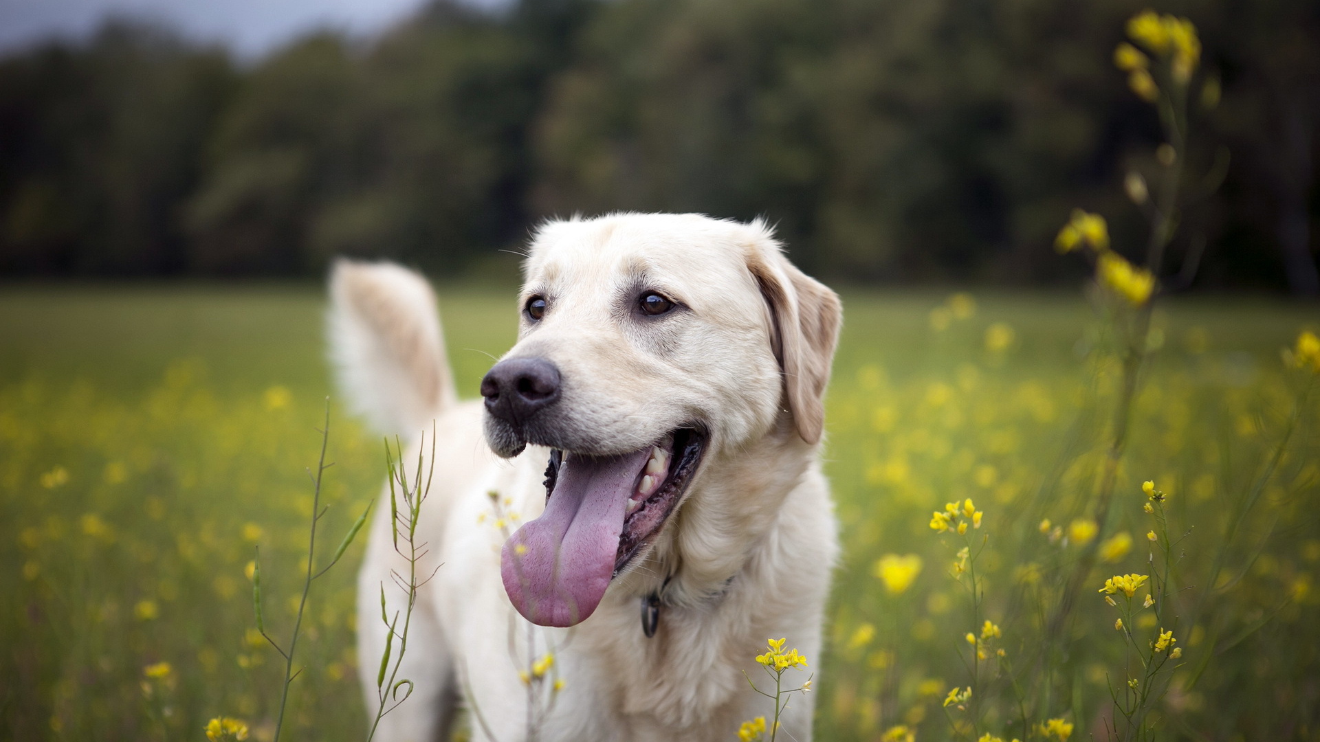 Собака на летнем поле