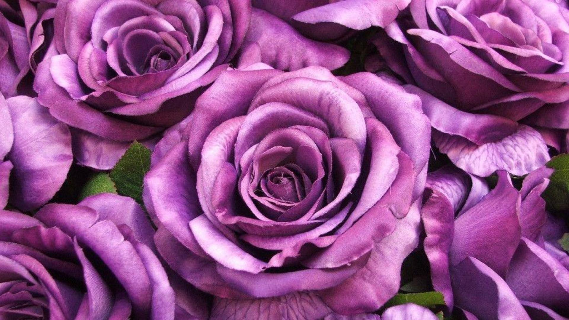 Большие фиолетовые розы