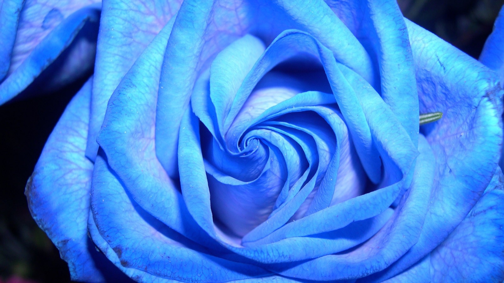 Синяя роза на тёмном фоне