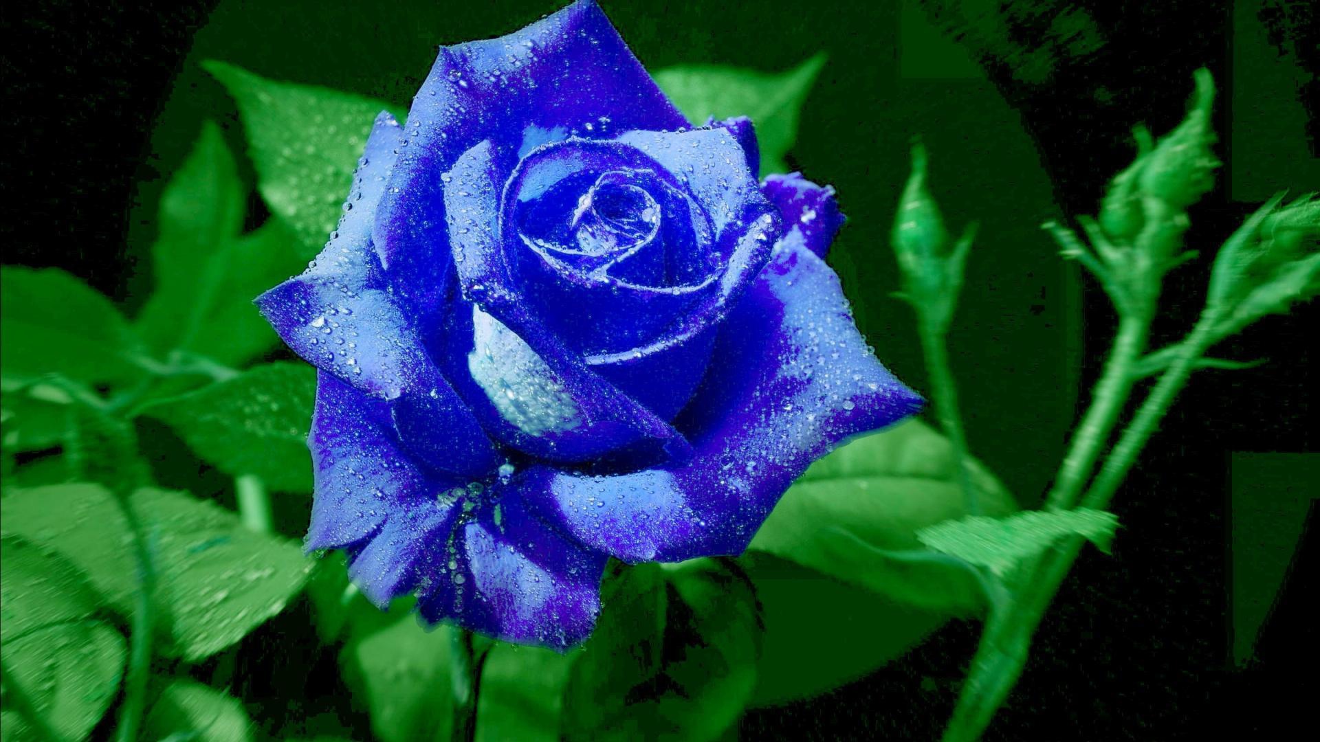 Яркая синяя роза