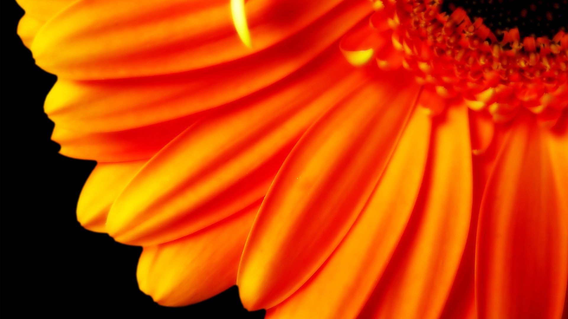 Большой оранжевый цветок