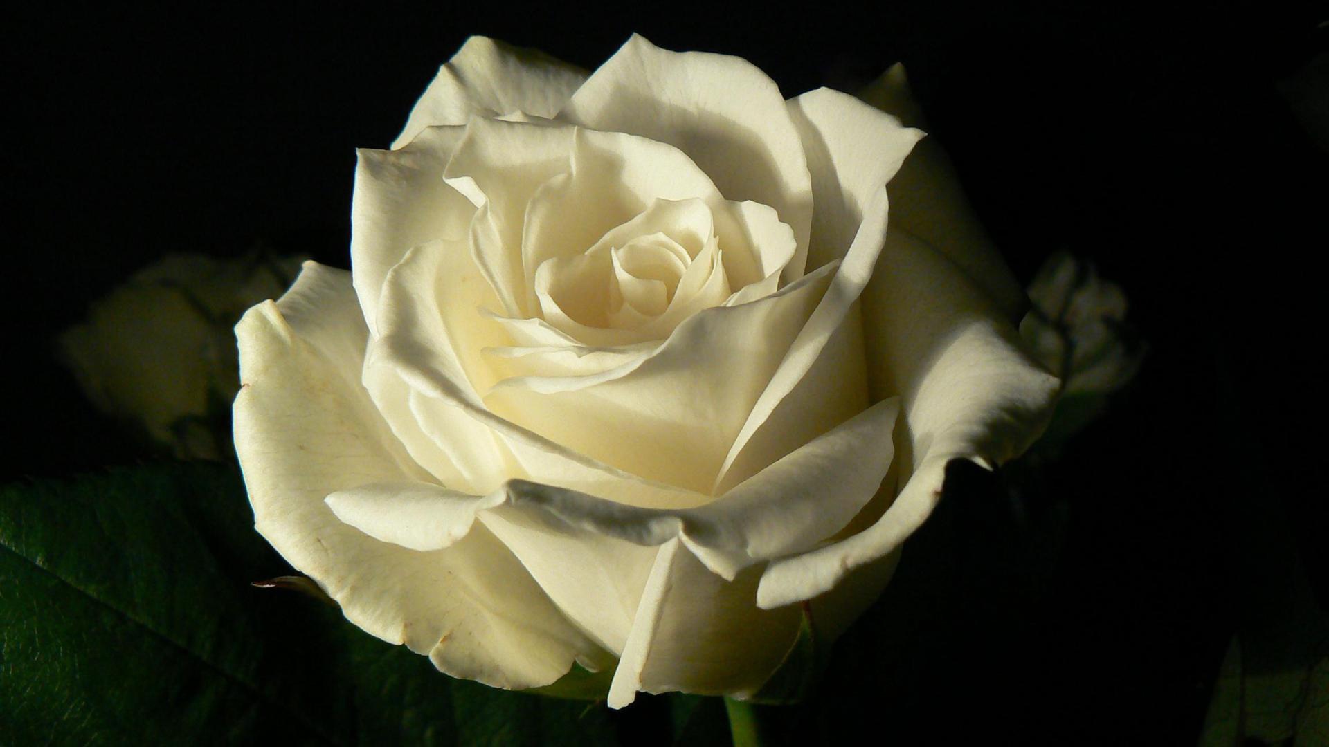 Белая роза на чёрном фоне