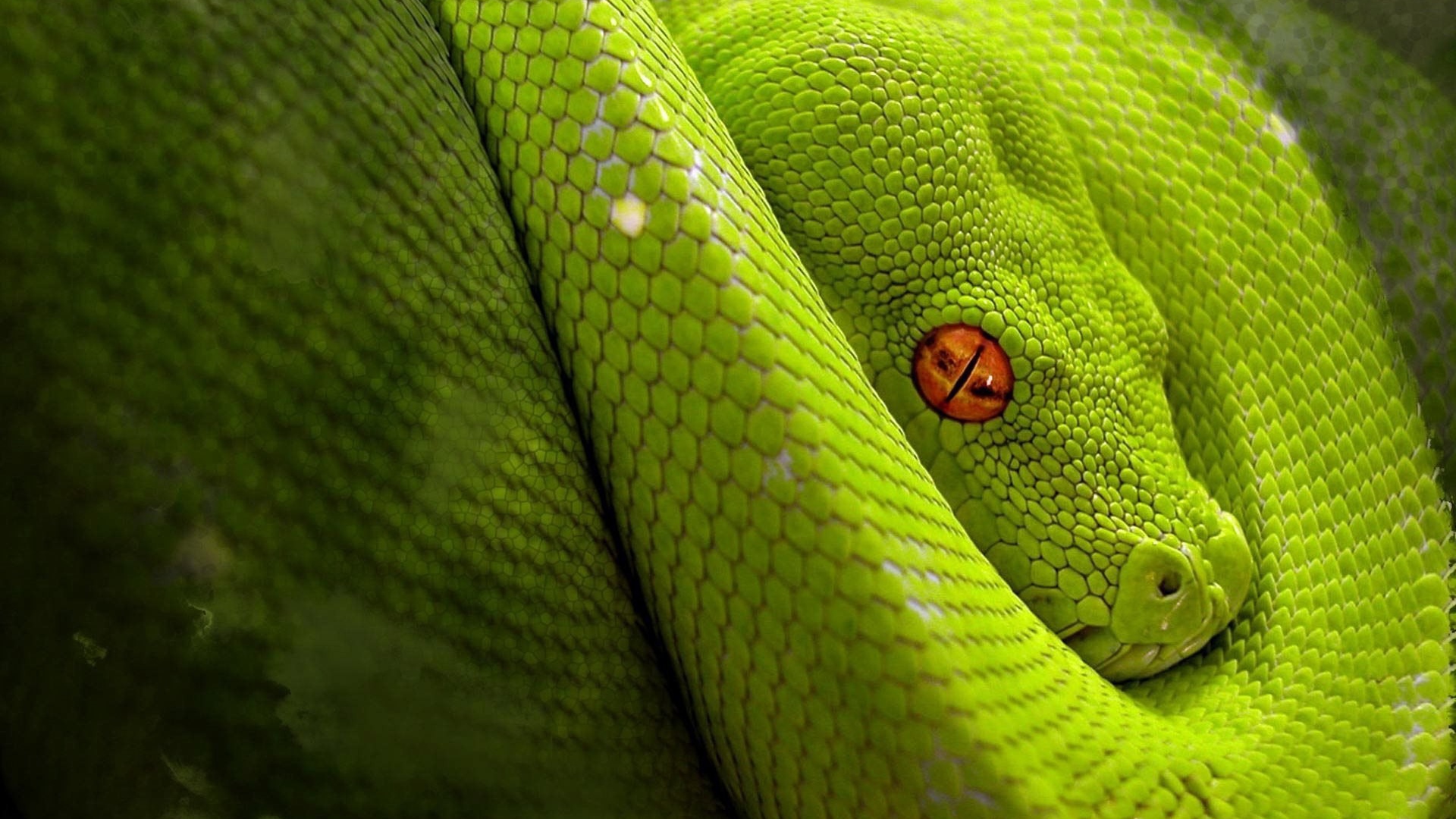 Светло зеленая змея с оранжевыми глазами