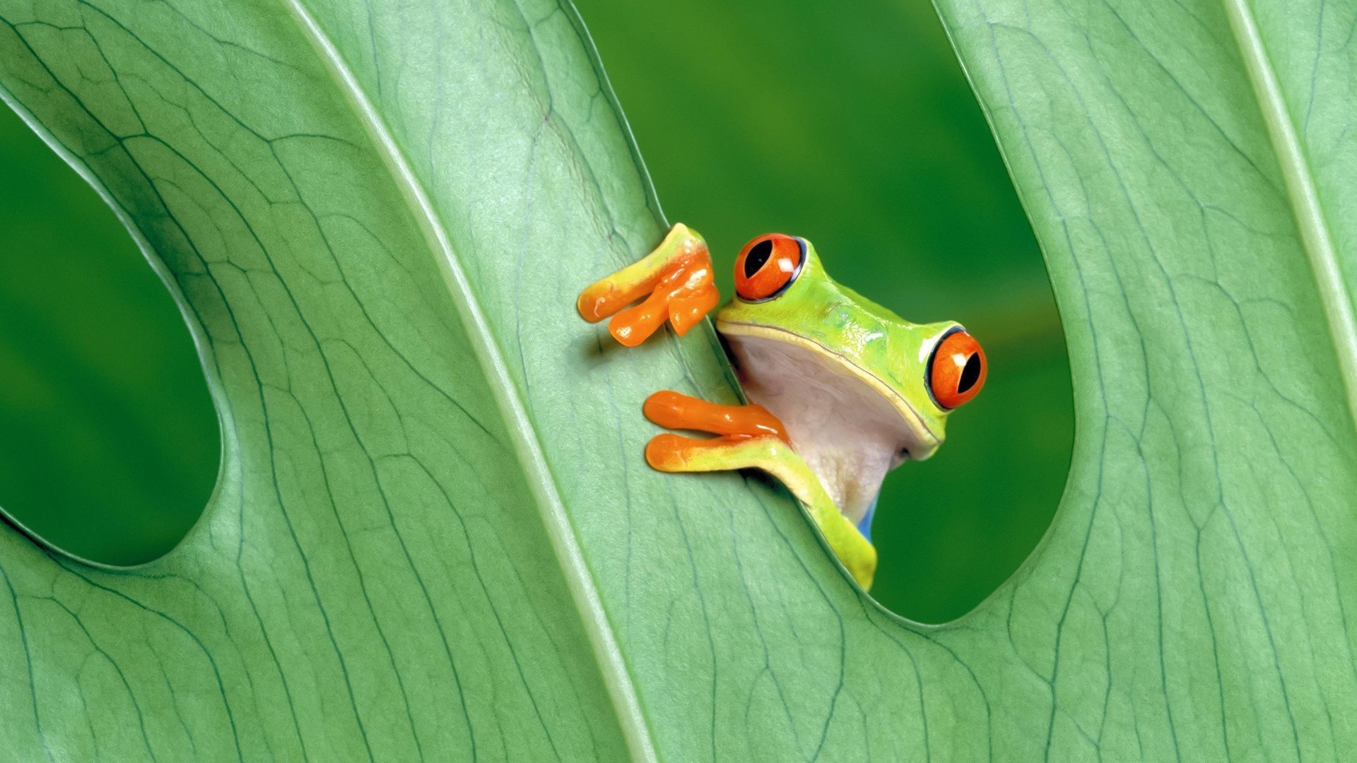 Красноглазая лягушка за зеленым листом