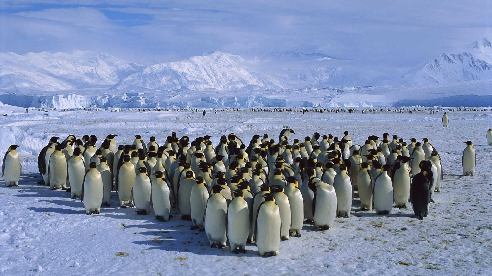 The crowd of penguins in Antarctica