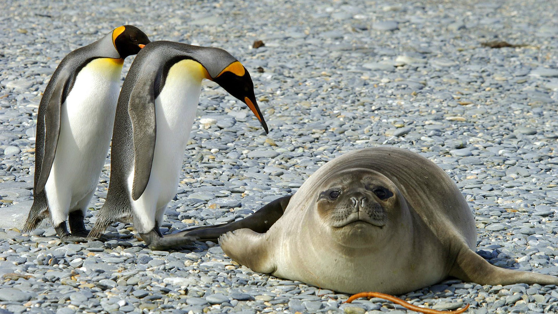 Два пингвина и тюлень