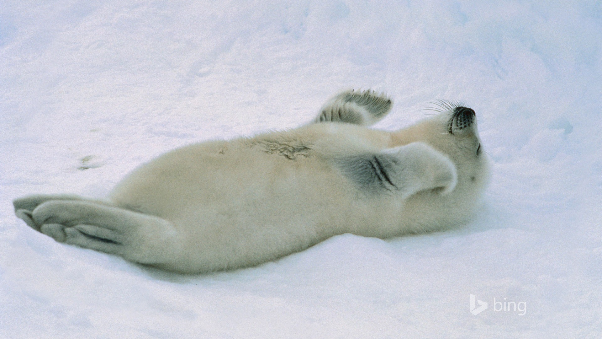 Белый морской котик лежит на спине