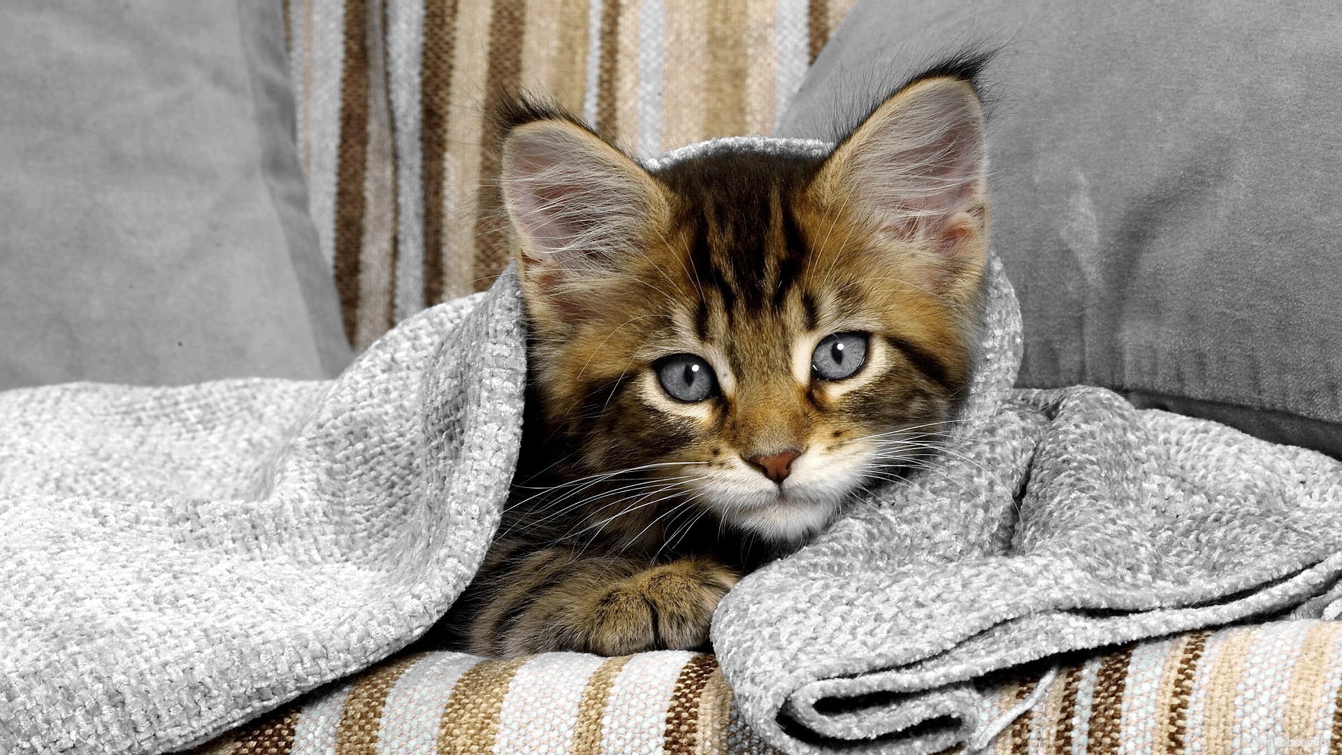 Сероглазый котенок под полотенцем