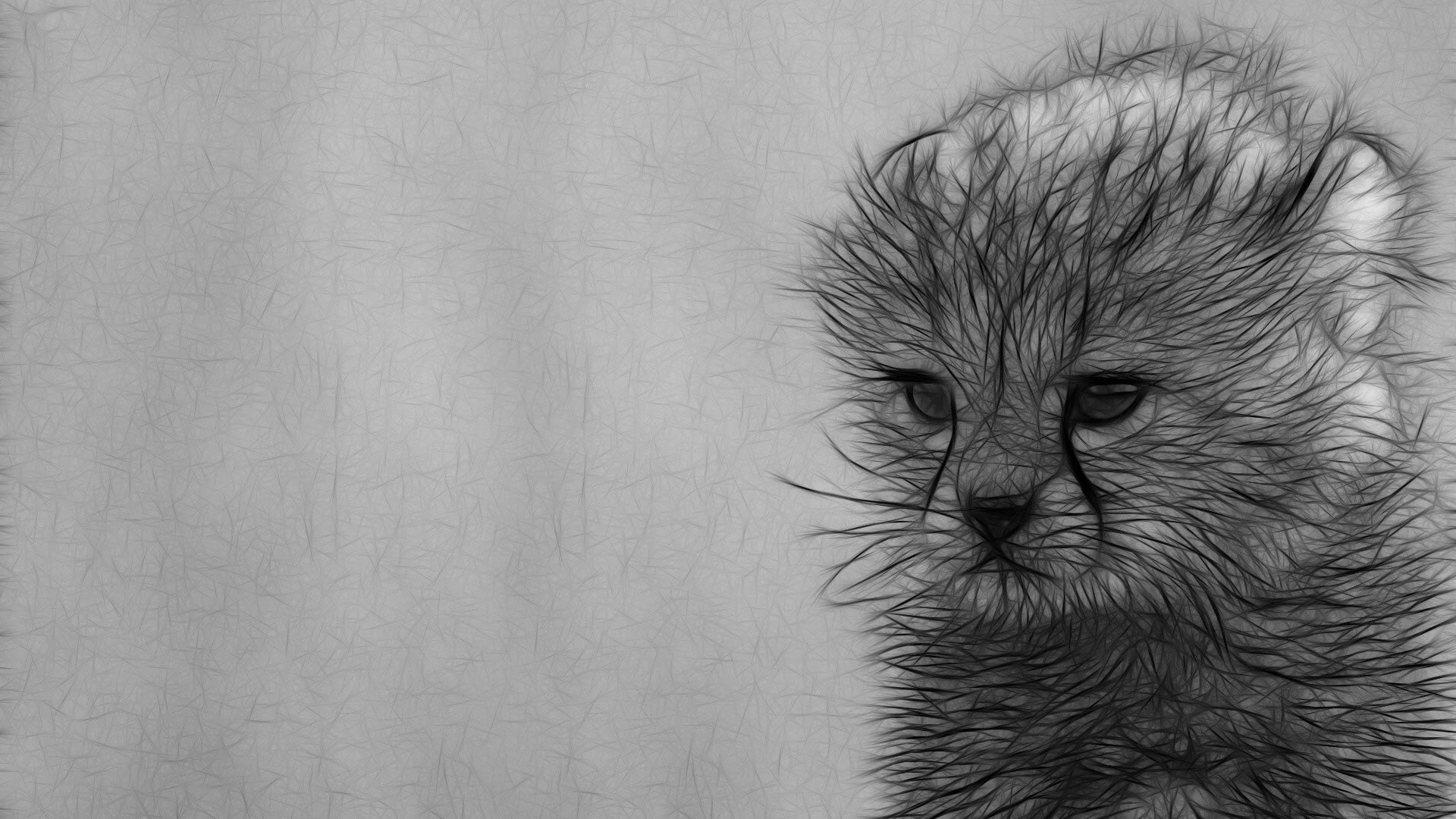 Серый рисунок котенка