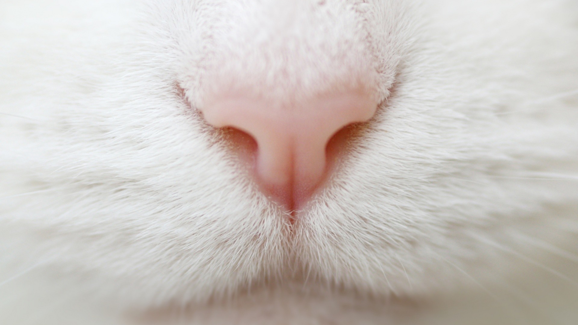 Розовый нос на белой мордочке кота