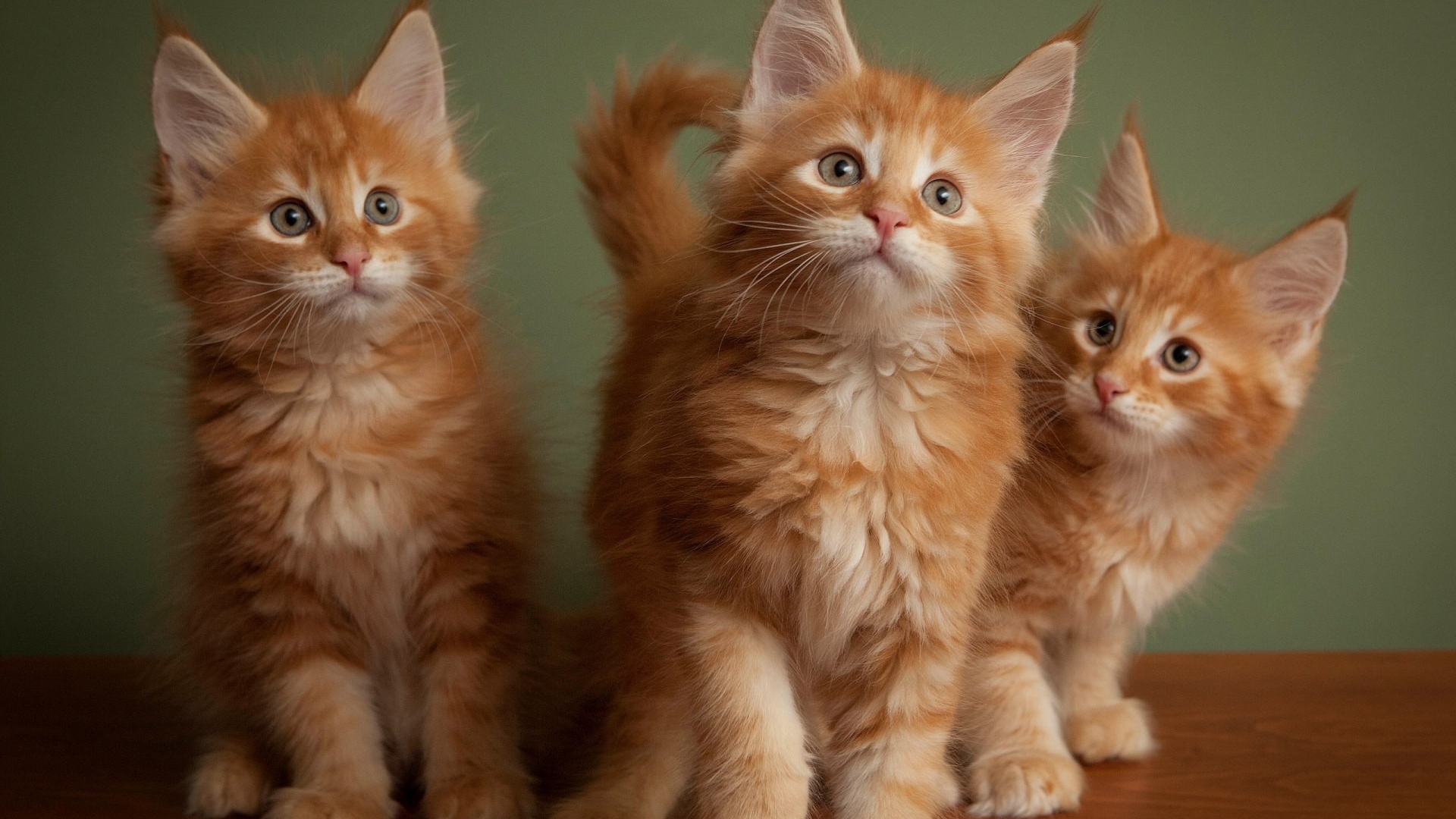 Three red fluffy kitten