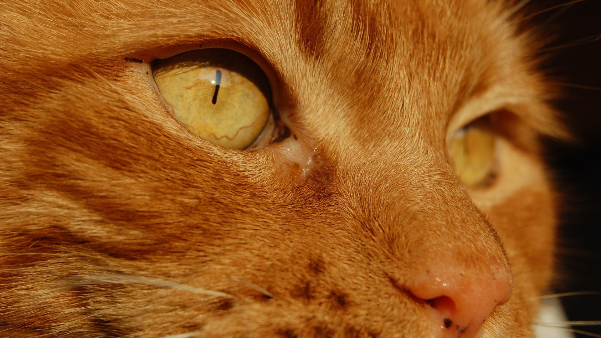 Желтые глаза рыжего кота