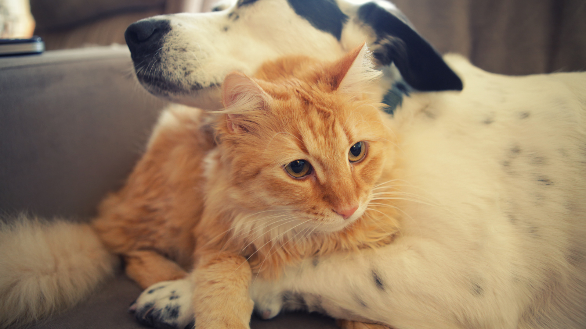 	   Dog and cat friends