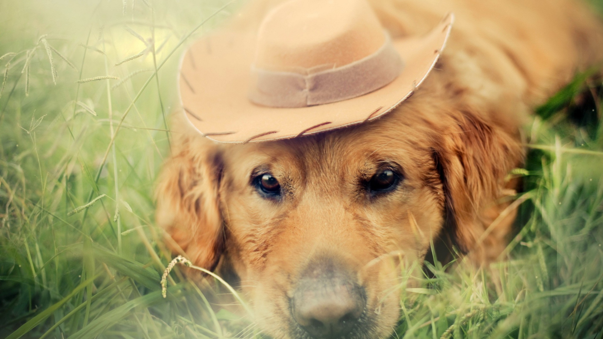 Собака в шляпке лежит среди травы
