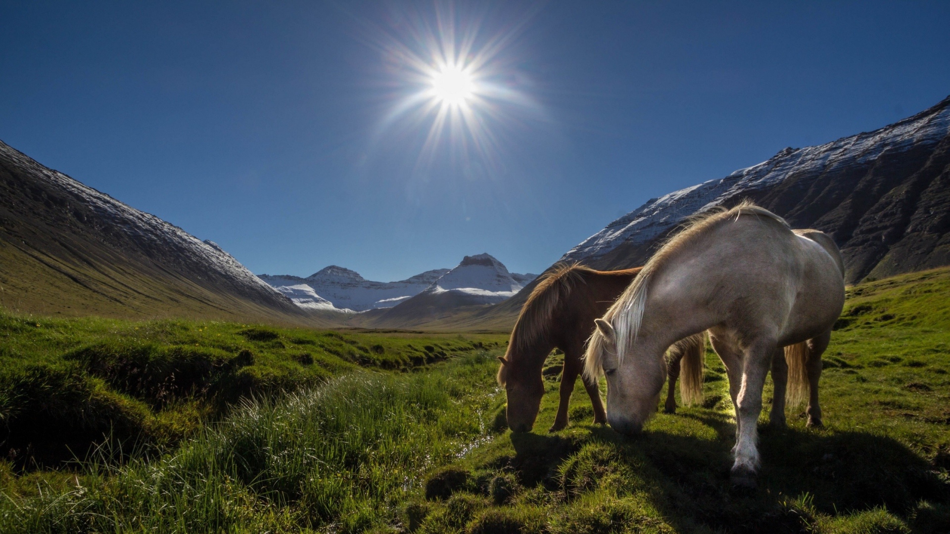 Horses on a mountain pasture