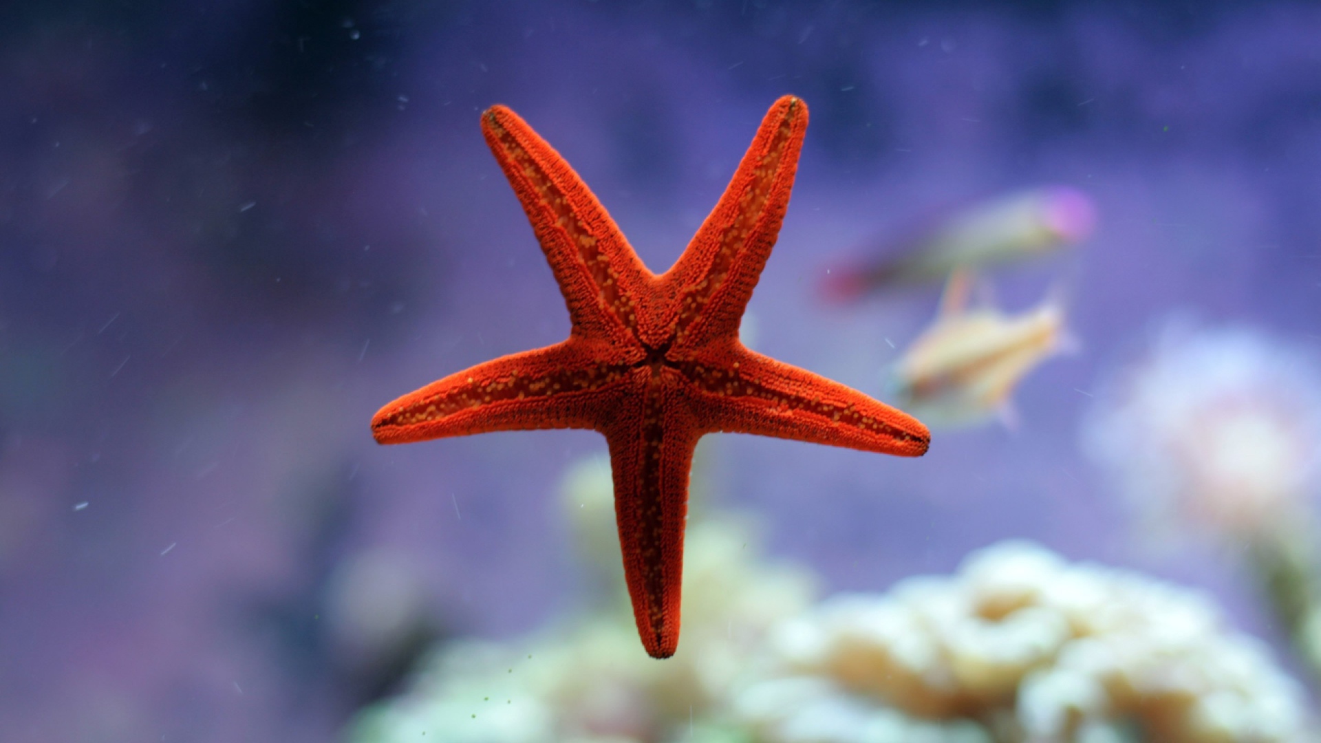 Небольшая морская звезда красного цвета