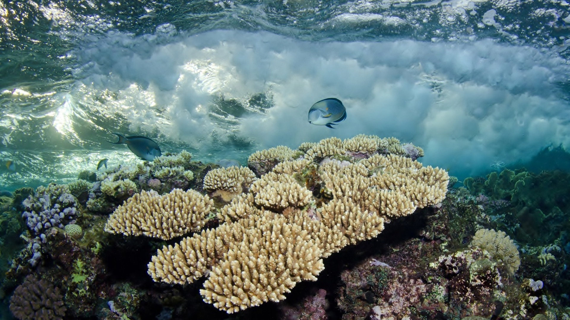 Белые кораллы под водой