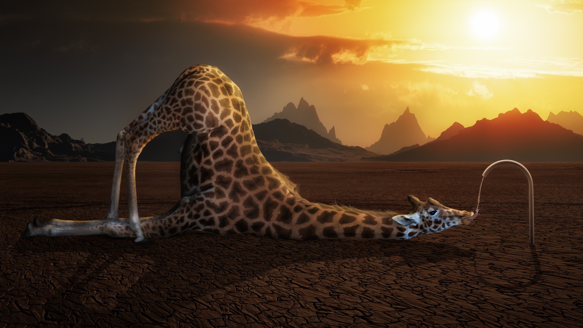 Жираф пьет воду в пустыне
