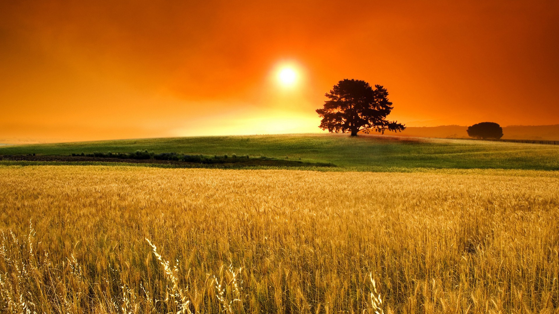 Поле пшеницы под оранжевым небом