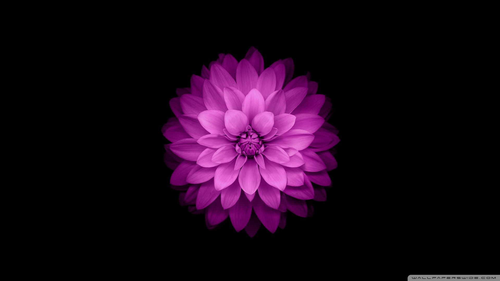 Blossomed lilac flower on a black background