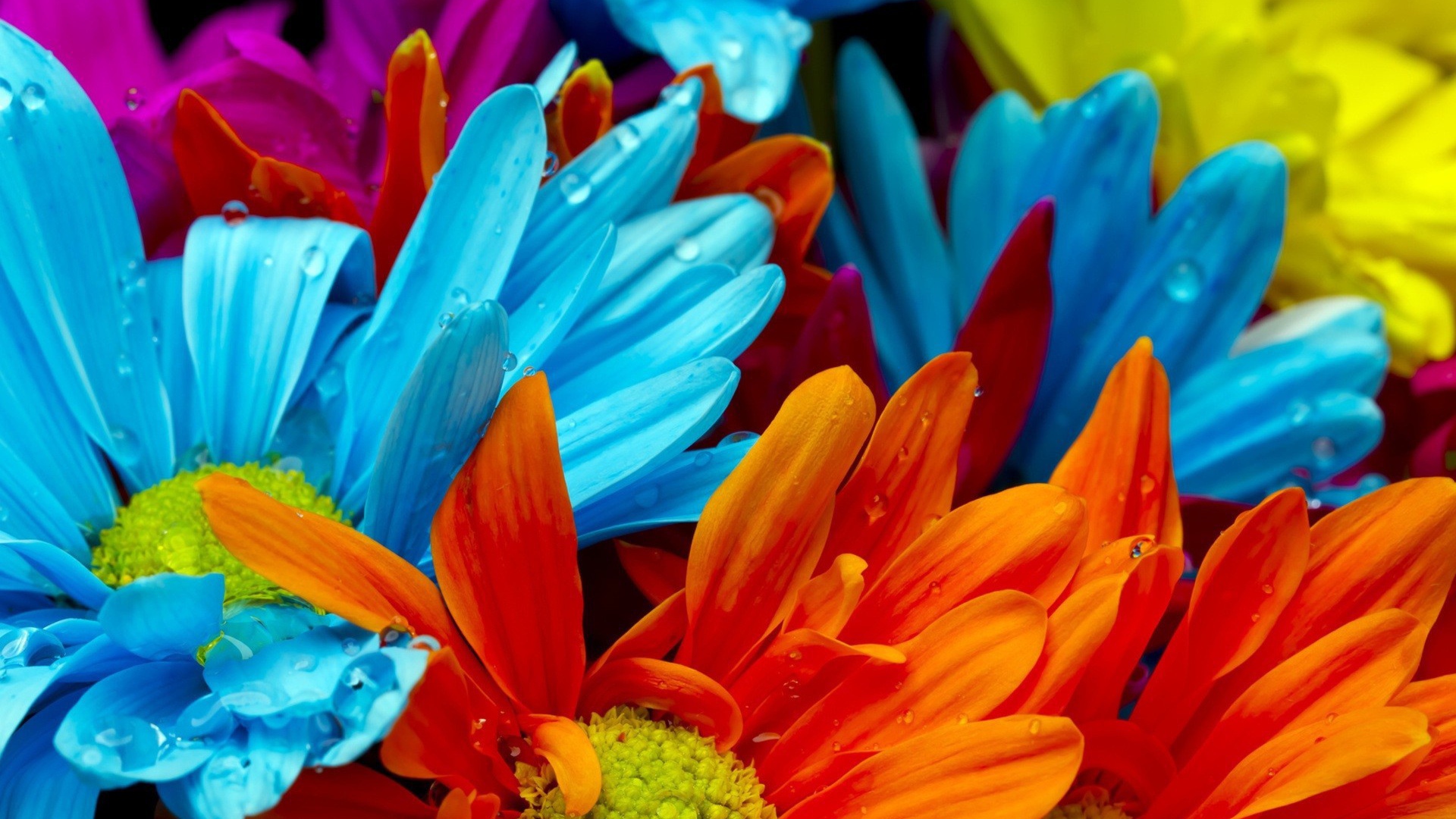 Голубые и оранжевые цветы в росе