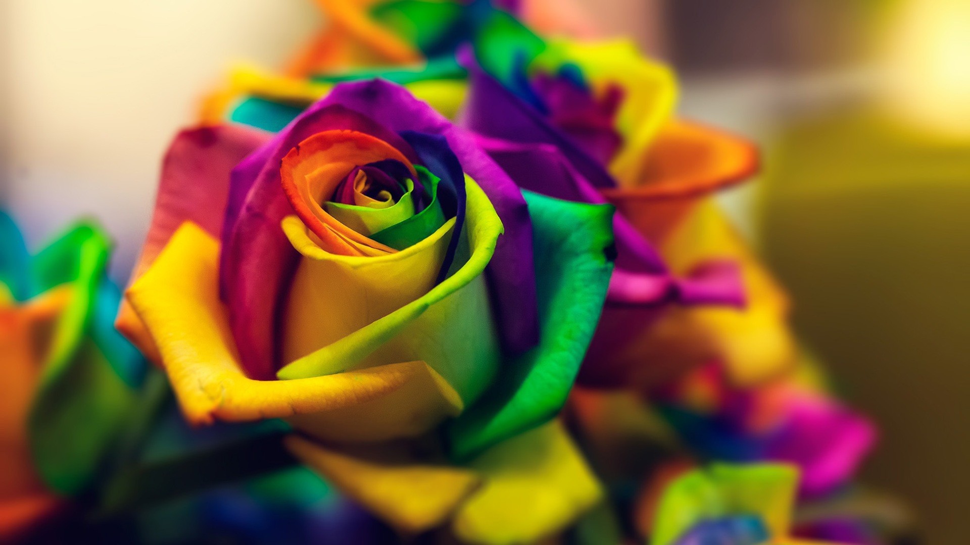 Яркая роза с лепестками разного цвета